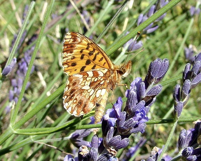 Weaver's fritillary
